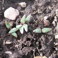 Penstemon eriantherus
